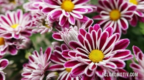 Хотелось бы поздравить всех дам,а особен