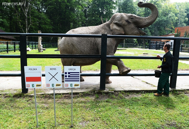 Наследники осьминога Пауля